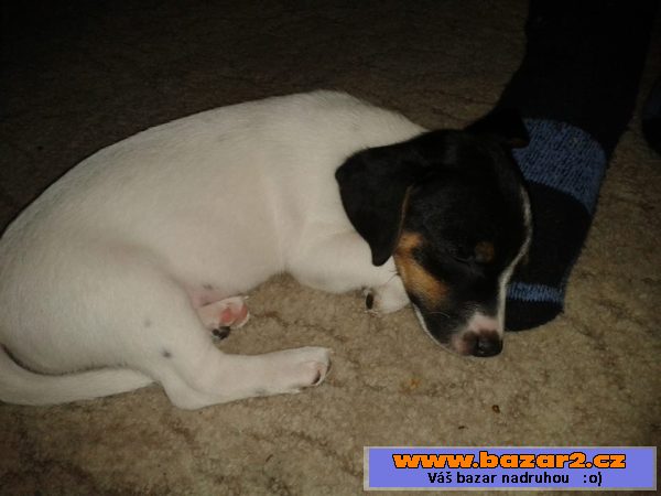 Jack russel teriér - fenka 6m