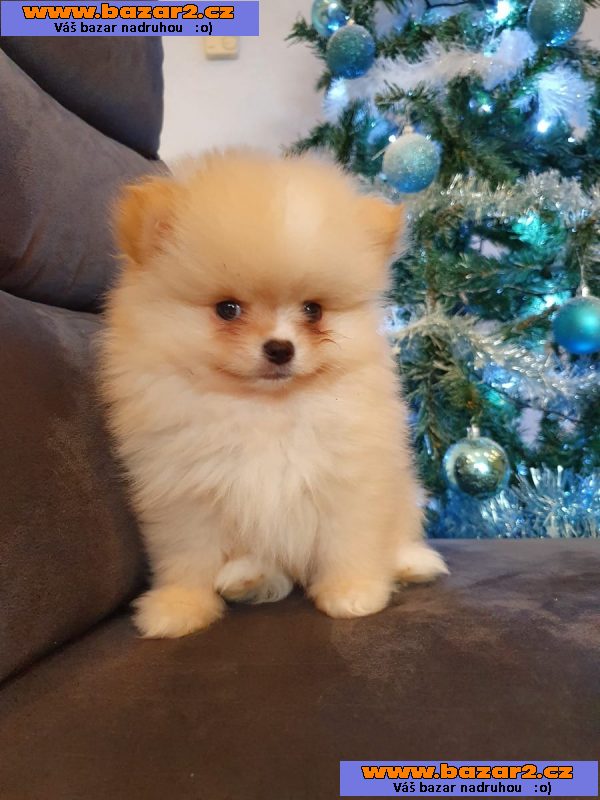 Štěně MINI Pomeranian Spitz Lisa