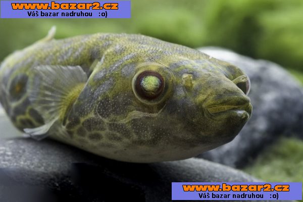 Odchov ctveruzbcu Tetraodon leiurus brevirostris