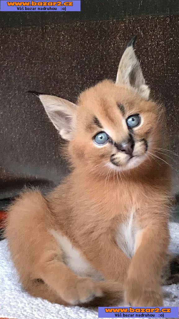 Savannah koťátka serval a caracal 4 týdny stará.