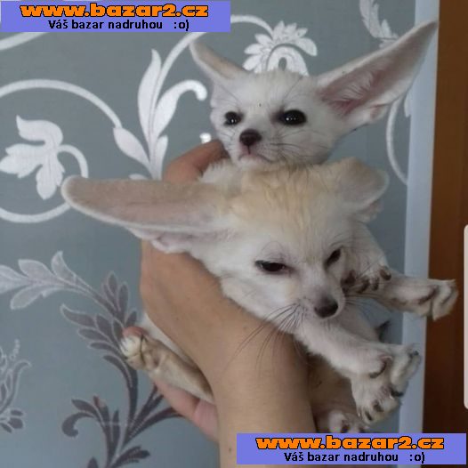 Fennec liška k bezplatné adopci zcela dárek