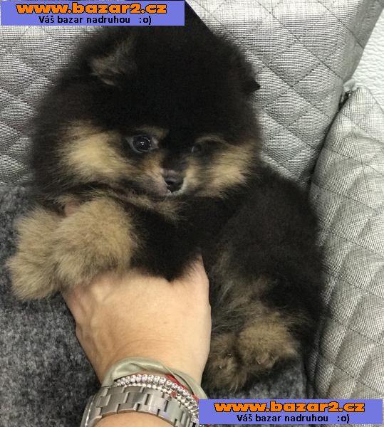 Čistokrevný špic pomeranian štěně