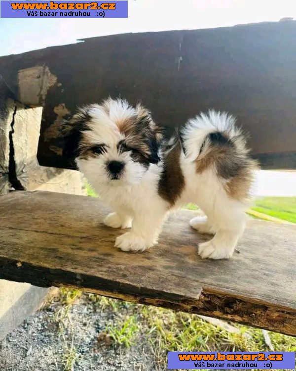 Čistokrevné malé štěně Shih Tzu