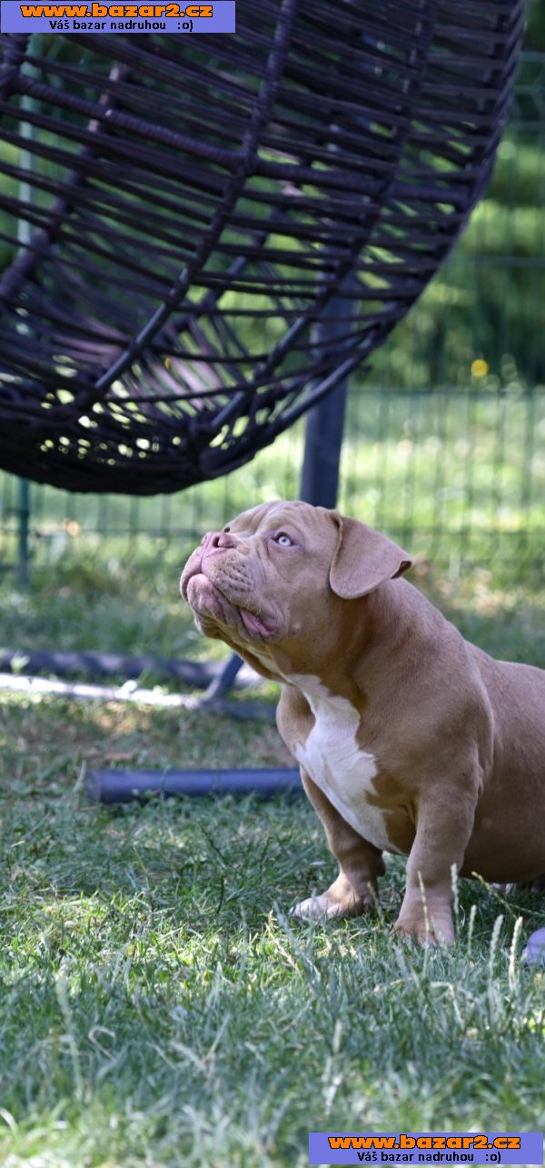 American Bully Pocket štěňata na prodej