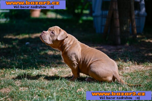 American Bully Pocket štěňata na prodej