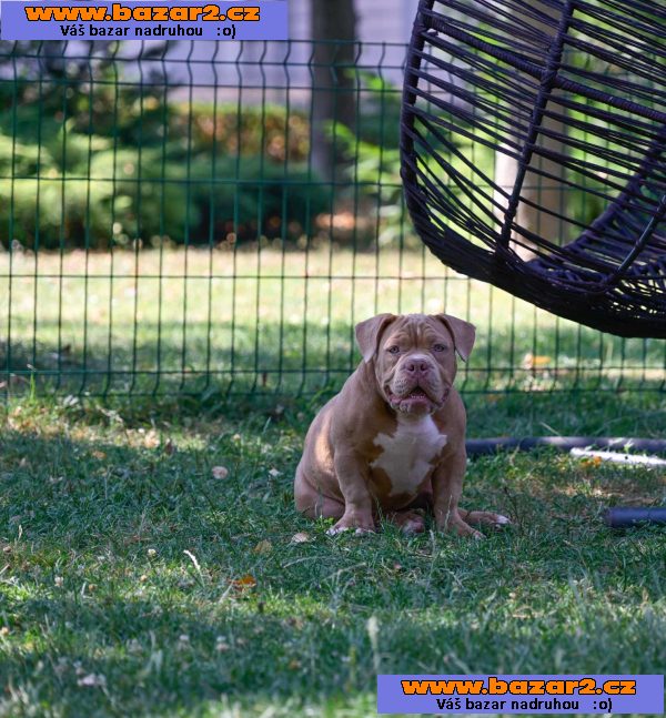 American Bully Pocket štěňata na prodej