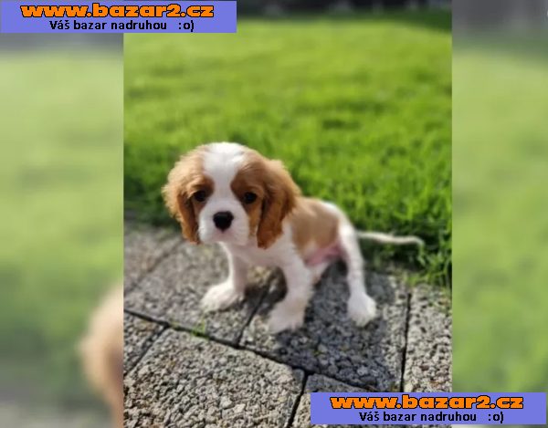 Cavalier King Charles Spaniel – fenka ( stene ) s PP