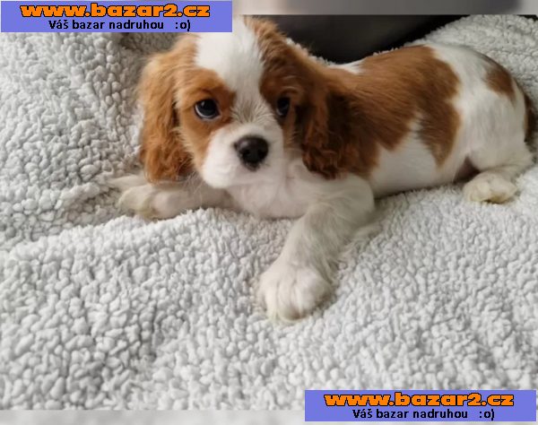 Cavalier King Charles Spaniel – fenka ( stene ) s PP