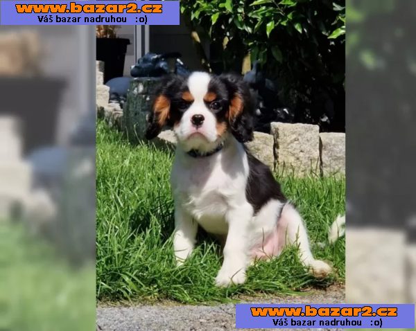 Cavalier King Charles Spaniel – fenka ( stene ) s PP