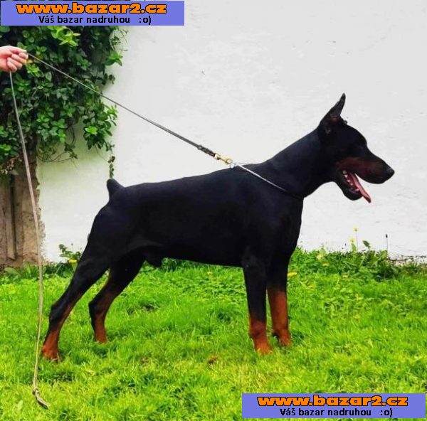 DOBERMAN štěňata na prodej