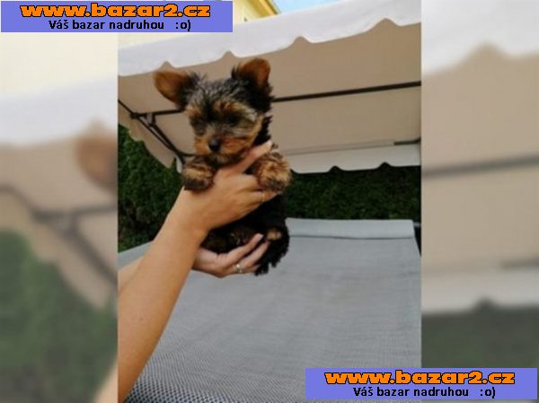 Yorkshire terrier bez PP