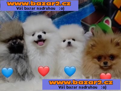 Mini pomeranian bez PP