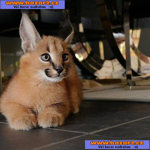 Jedinečná koťátka Serval, Savannah a Caracal!