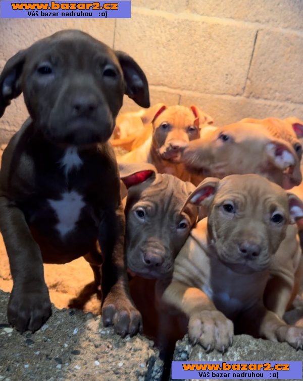 APBT ,americký pitbullterier, pittbul , pittbull teriér štěňata