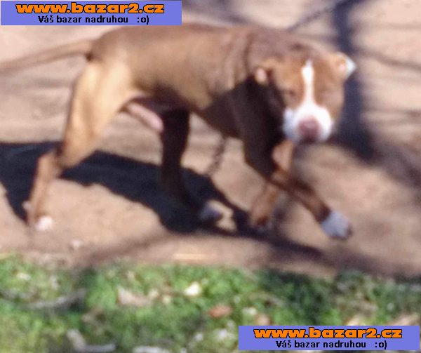 APBT ,americký pitbullterier, pittbul , pittbull teriér štěňata