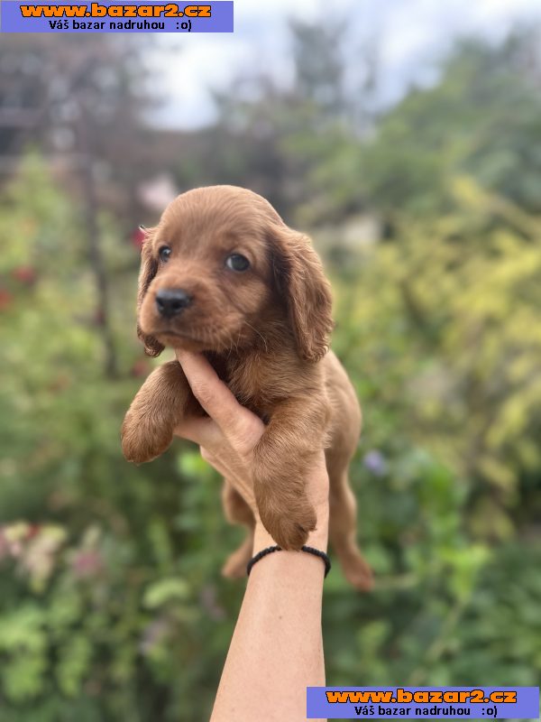 Cockapoo štěňata na prodej