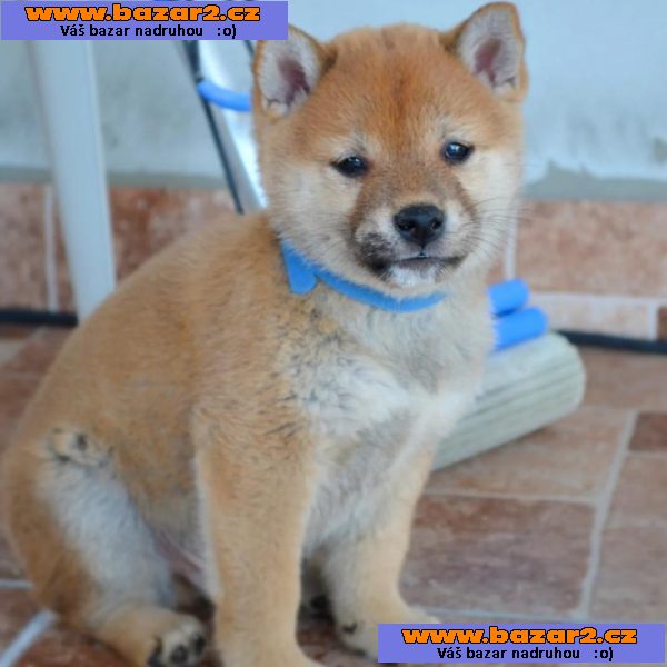 Shiba Inu štěňata