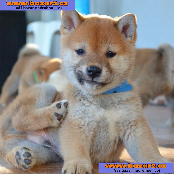 Shiba Inu štěňata