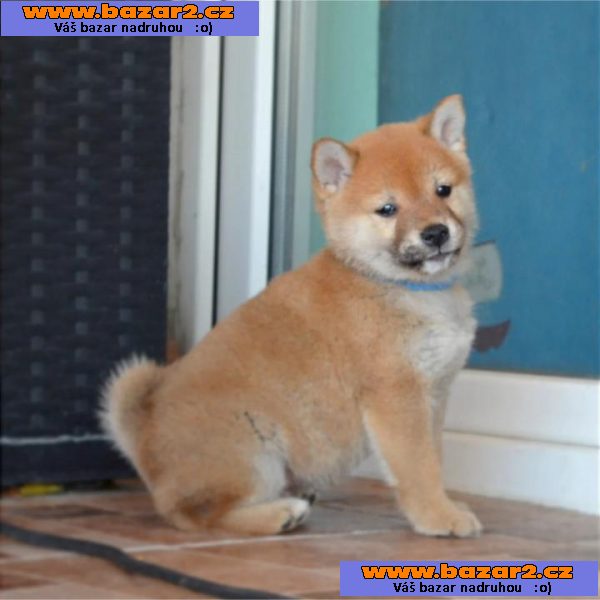 Shiba Inu štěňata