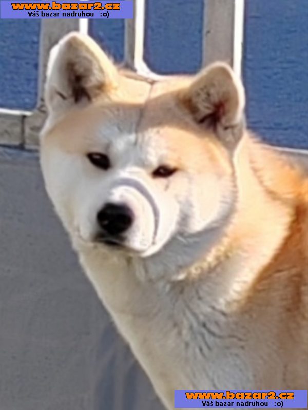 Japonská Akita Inu štěňata