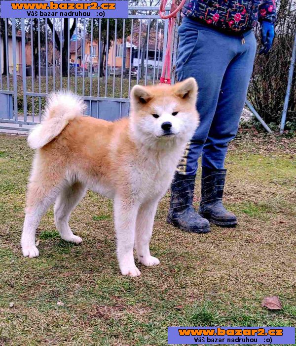 Japonská Akita Inu štěňata